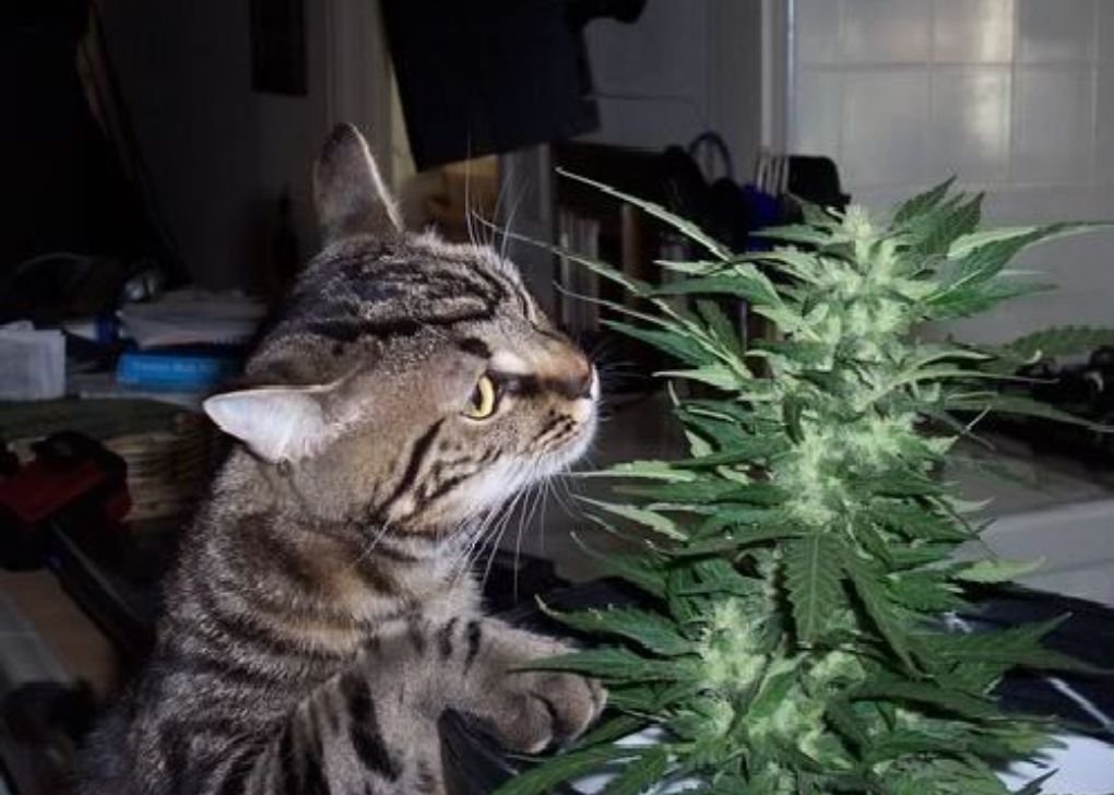 Cat Eats Weed