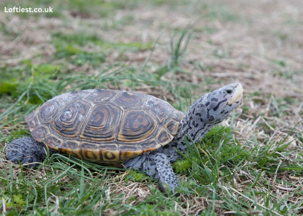 How does the Diamondback Terapin Find Food?