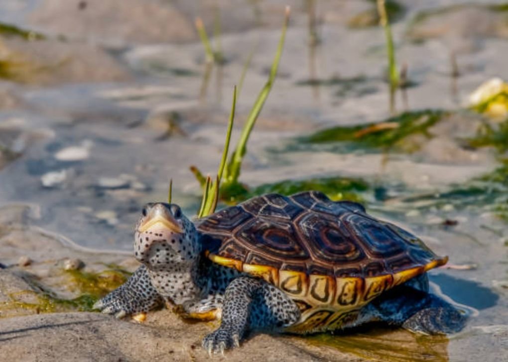 How does the Diamondback Terapin Find Food?