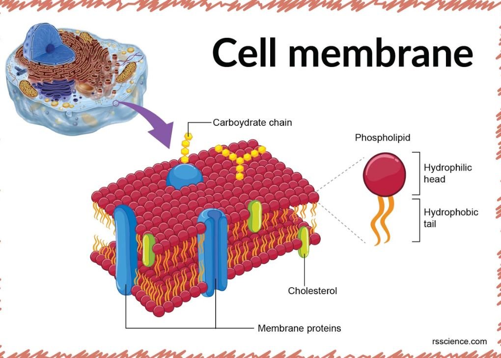 A Selectively Permeable Boundary for Cells and Organelles