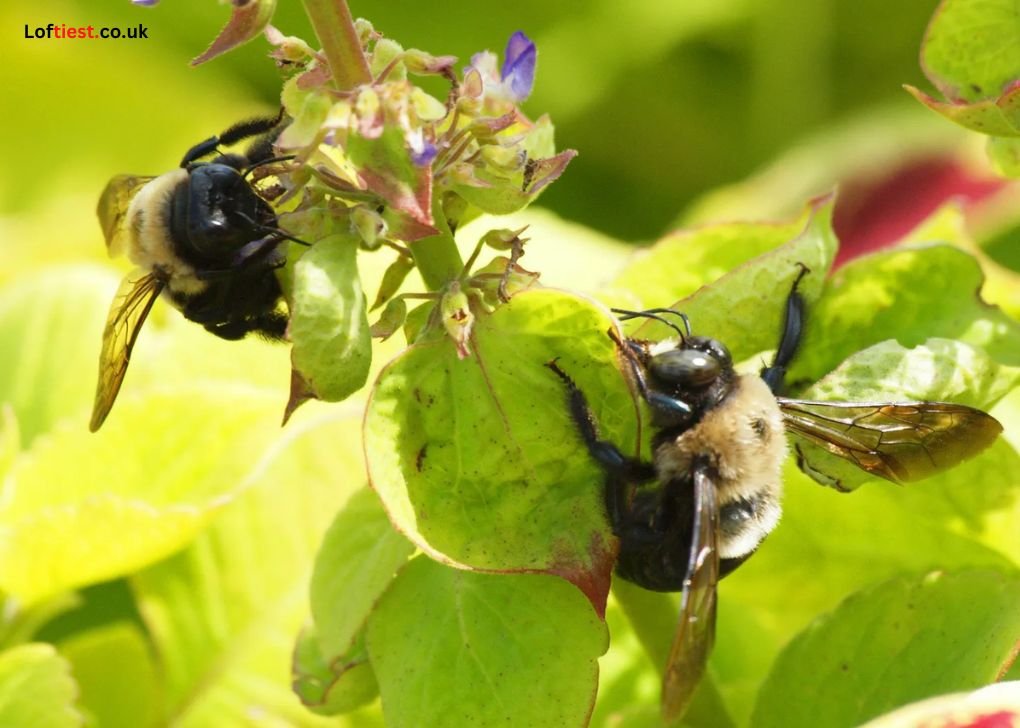 What is a Blackbee and What Makes it Unique?