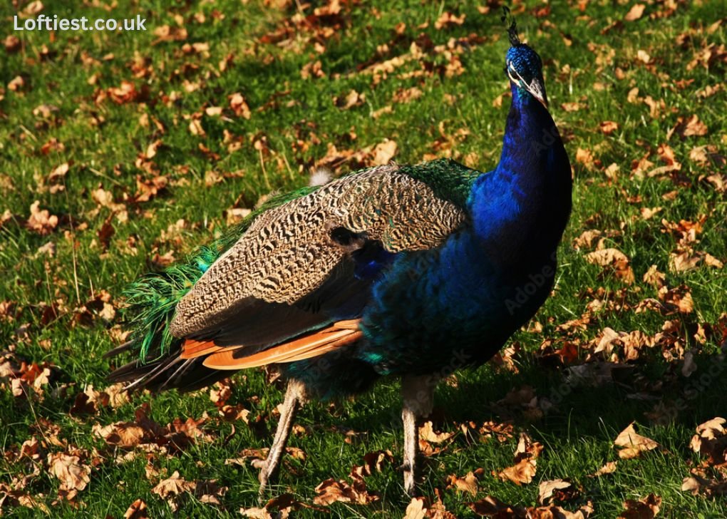 Peakcock