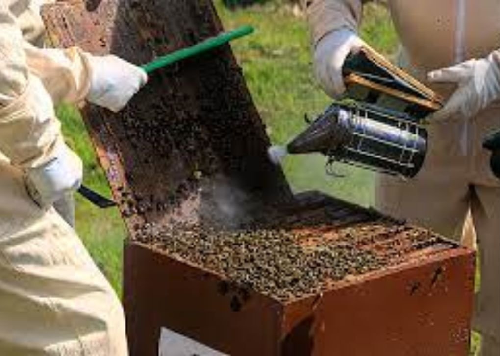Where can I Buy Honey Bee Cozy Bee Hive Wraps
