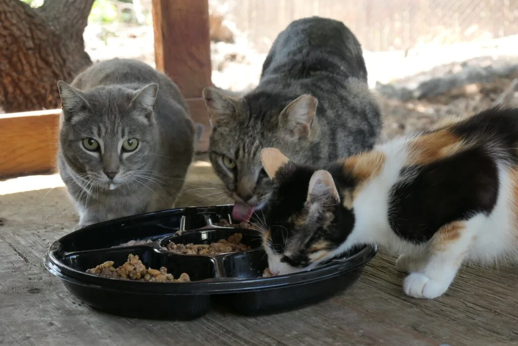 cat eating other cats' food
